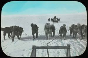Image of Dogs in Front of Sledge on Trail